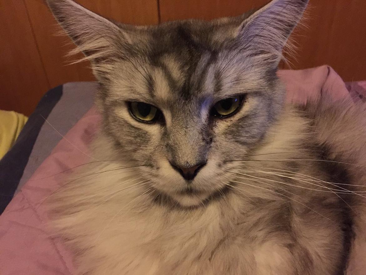 Maine Coon (Thor) Amistia Glowing Silver billede 20