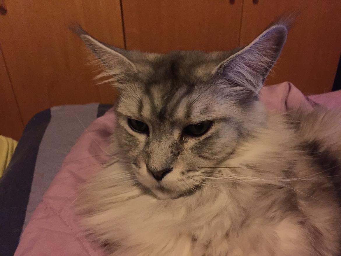 Maine Coon (Thor) Amistia Glowing Silver billede 21