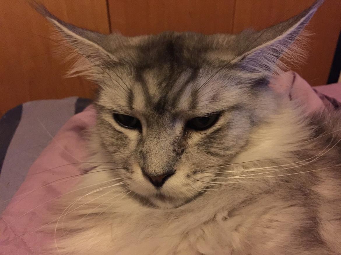 Maine Coon (Thor) Amistia Glowing Silver billede 22