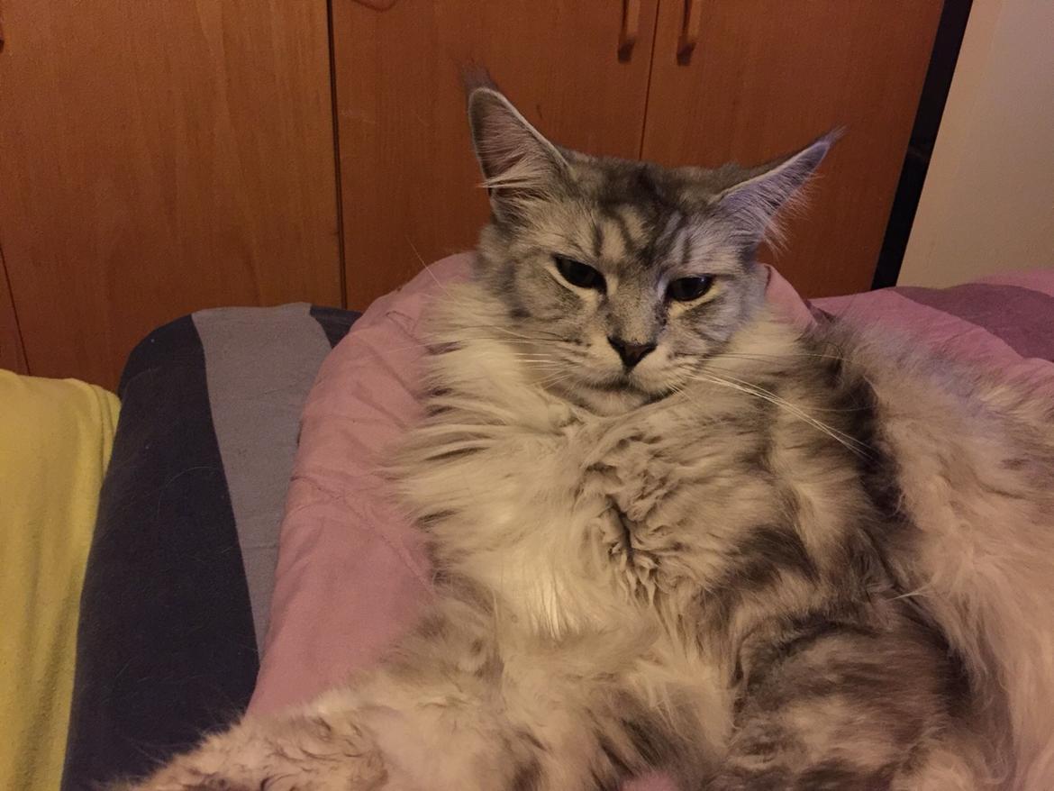 Maine Coon (Thor) Amistia Glowing Silver billede 23