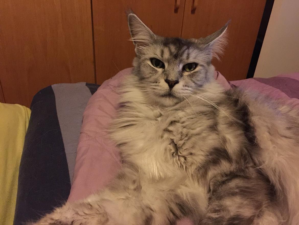 Maine Coon (Thor) Amistia Glowing Silver billede 24