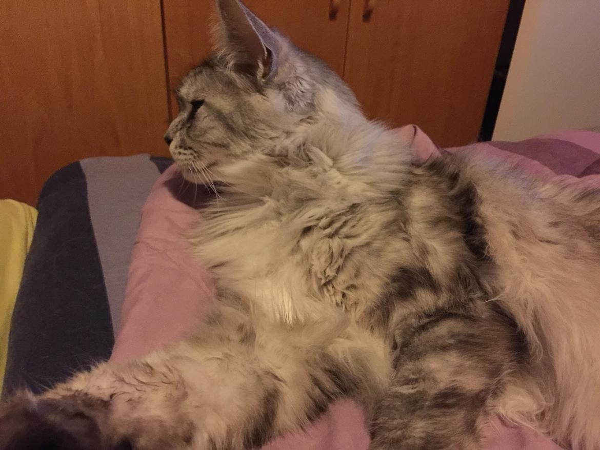 Maine Coon (Thor) Amistia Glowing Silver billede 25