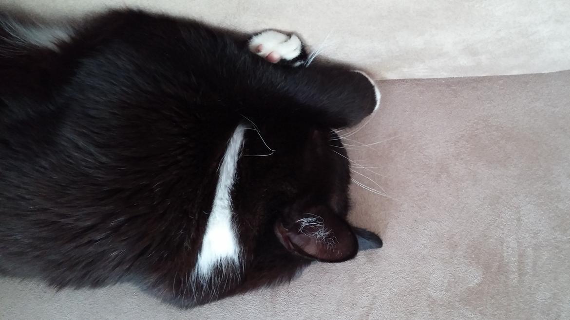 Blanding af racer Eddy billede 2