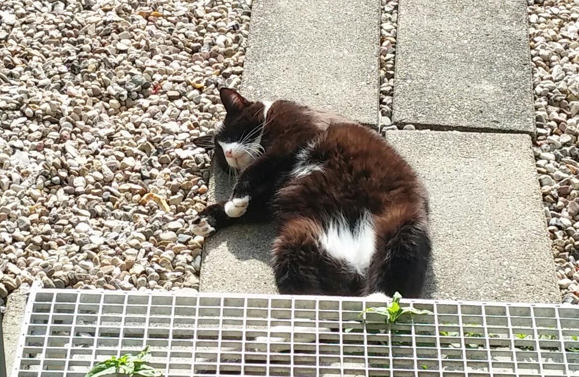 Blanding af racer Eddy billede 4