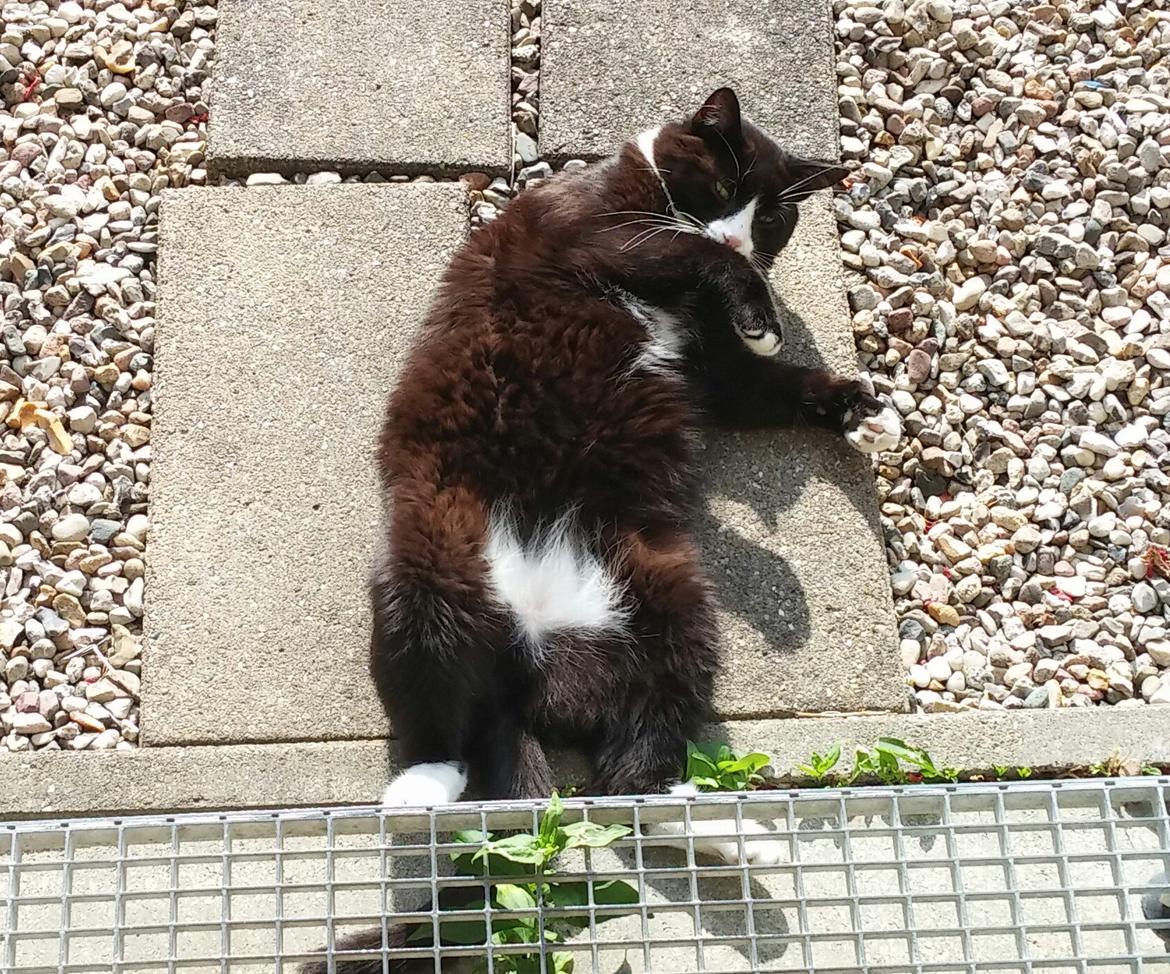 Blanding af racer Eddy billede 5