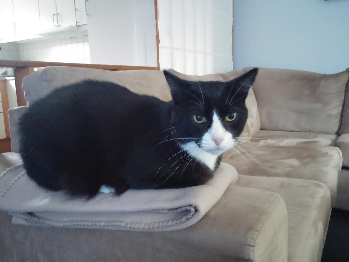 Blanding af racer Eddy billede 1