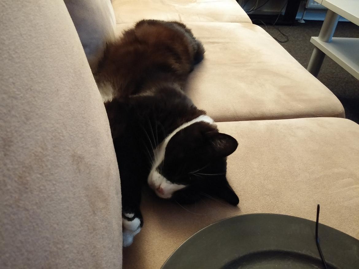 Blanding af racer Eddy billede 6