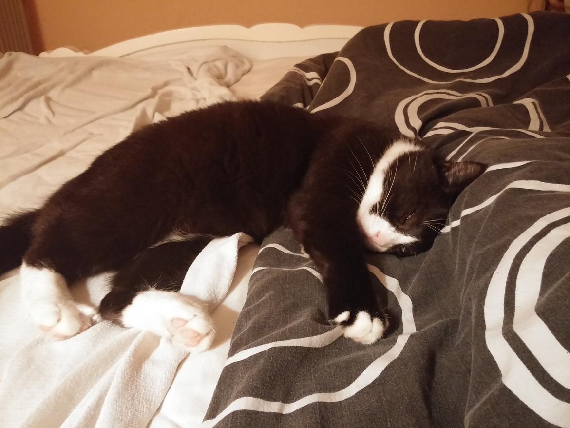 Blanding af racer Eddy billede 7