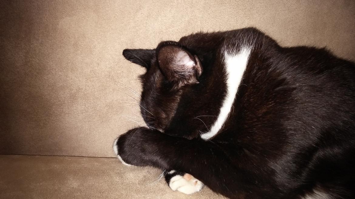 Blanding af racer Eddy billede 3