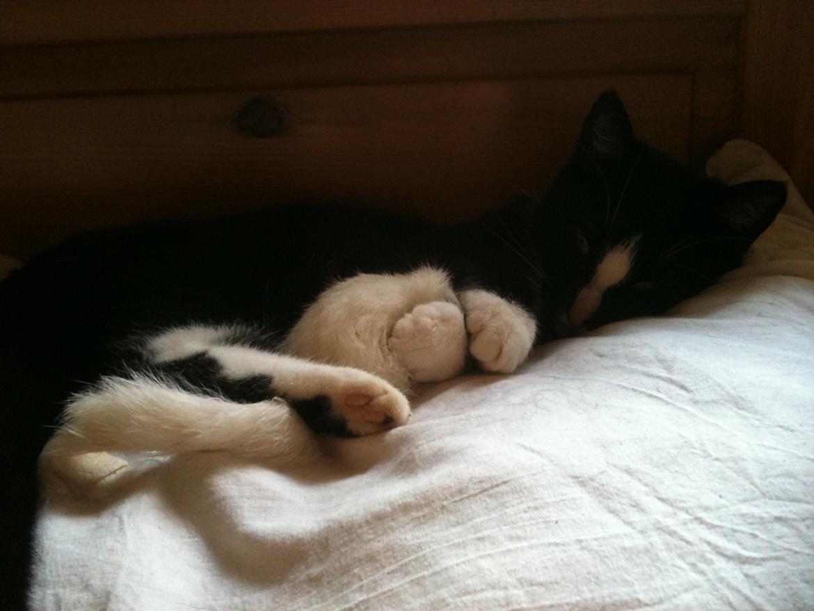 Huskat Kællepot billede 3