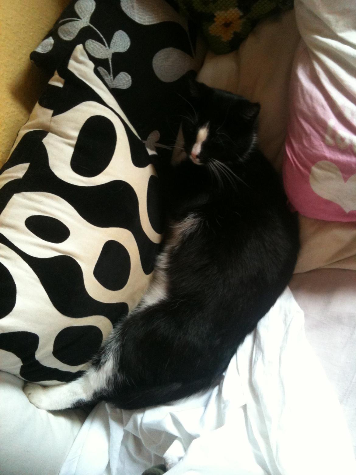 Huskat Kællepot billede 4