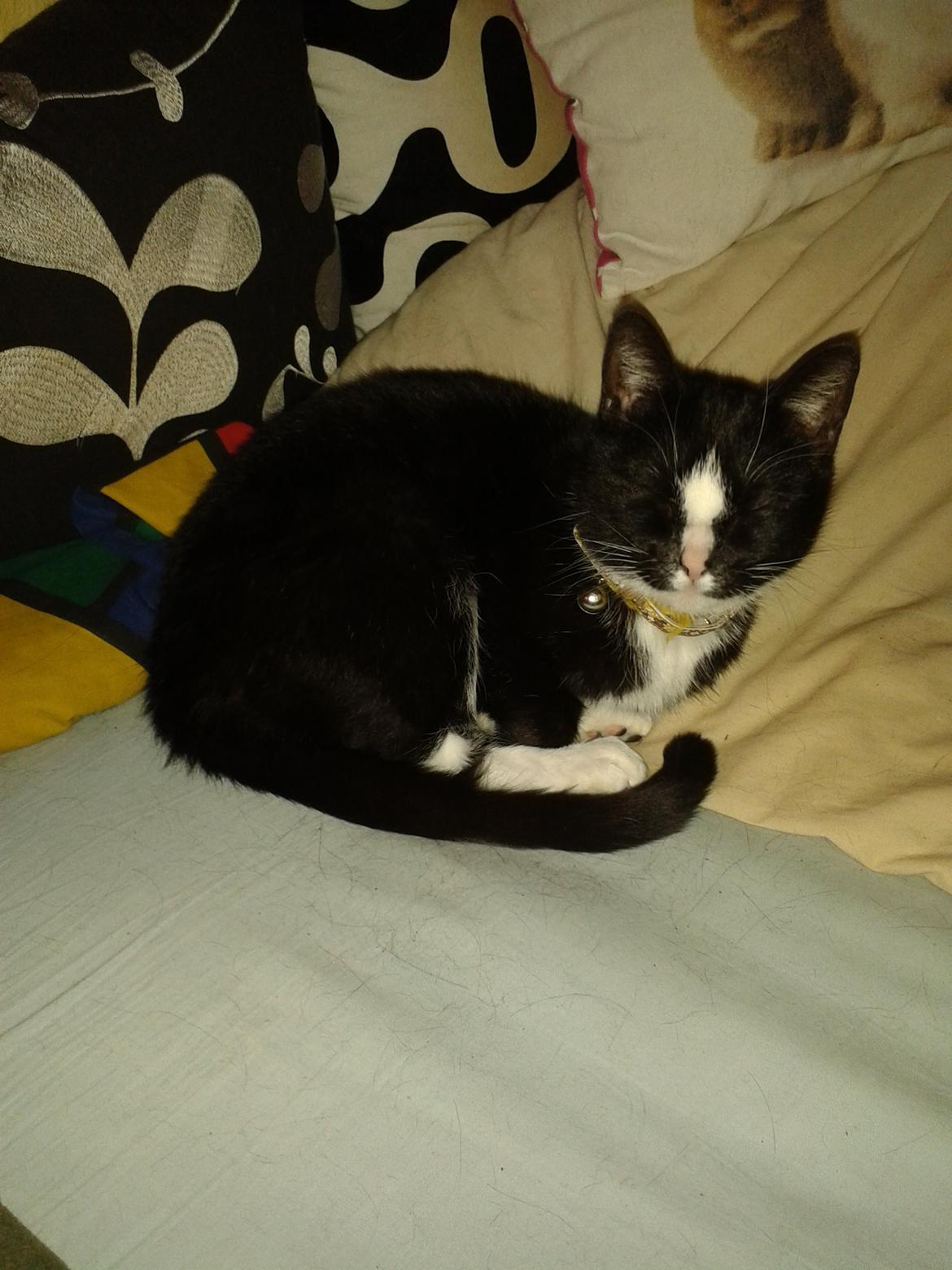 Huskat Kællepot billede 7