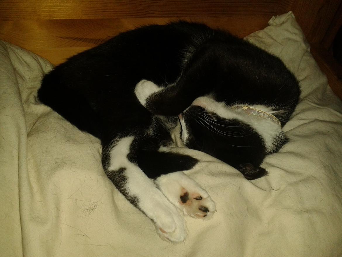 Huskat Kællepot billede 8