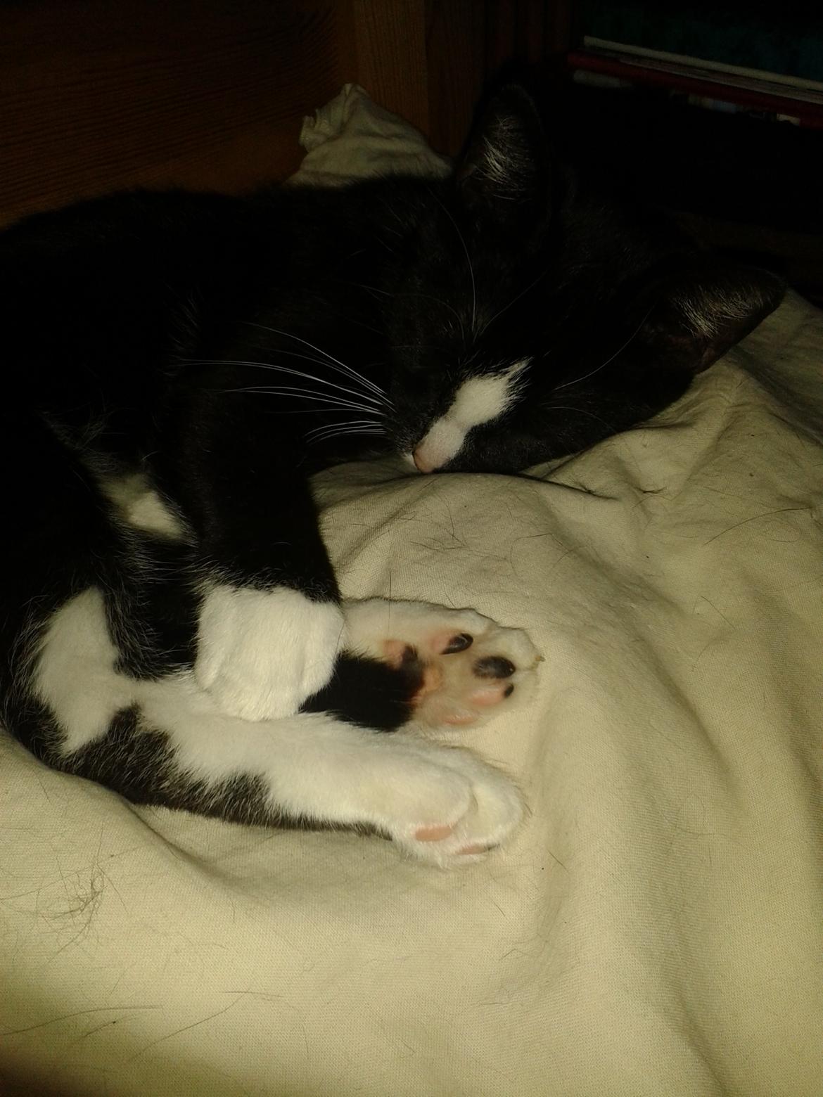 Huskat Kællepot billede 9