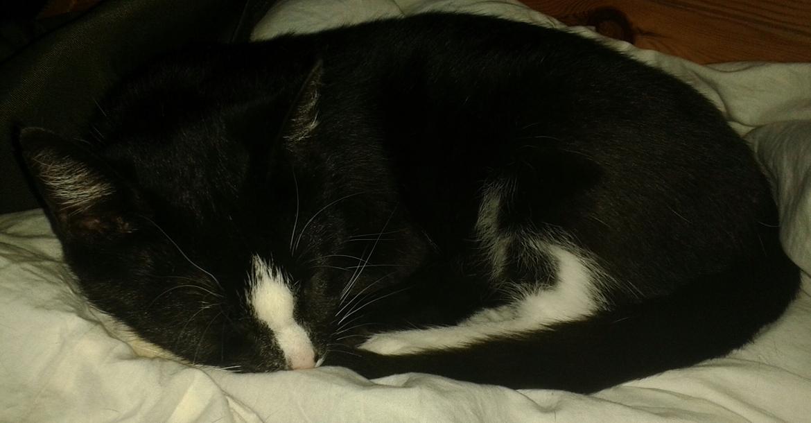 Huskat Kællepot billede 10