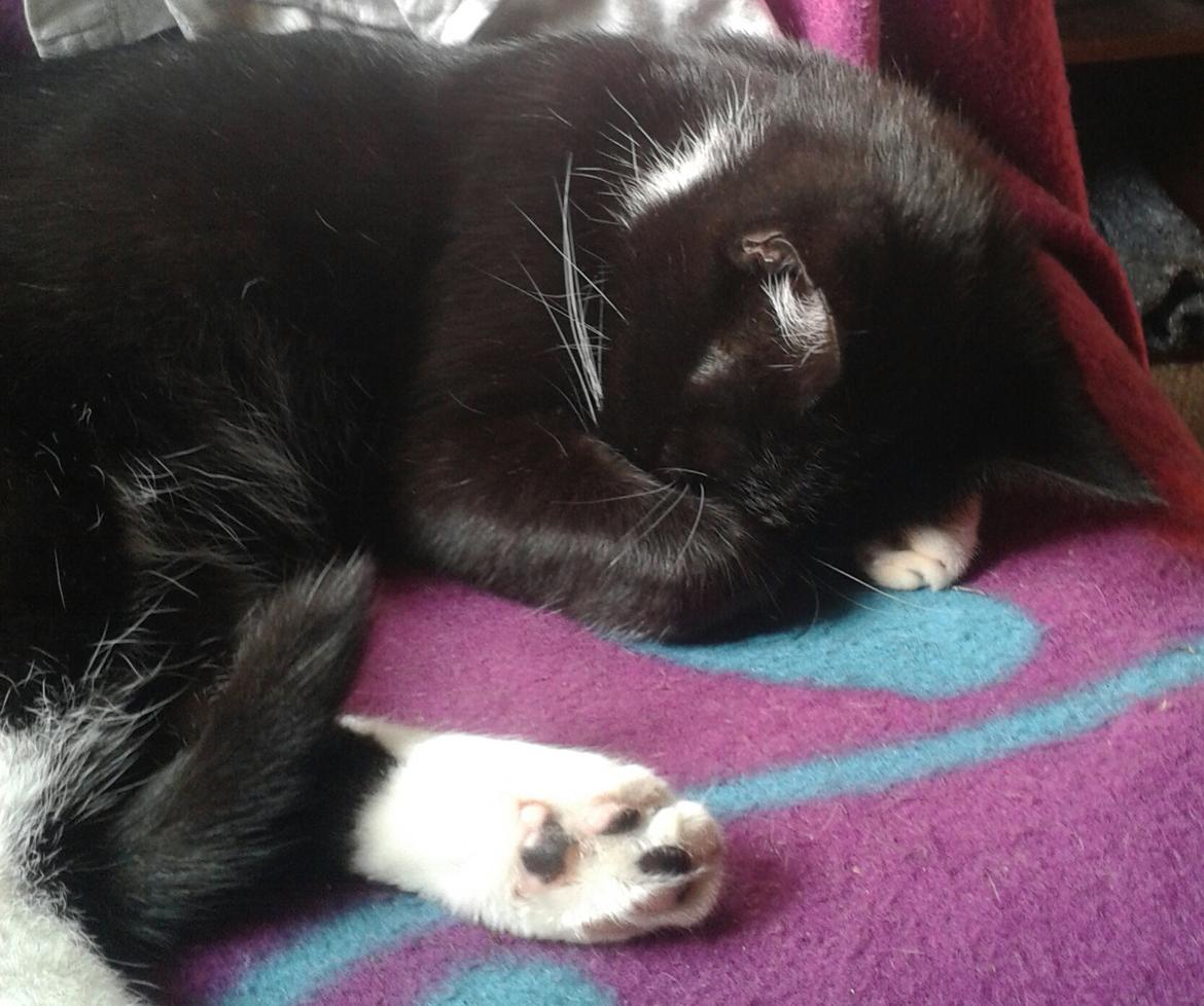 Huskat Kællepot billede 11