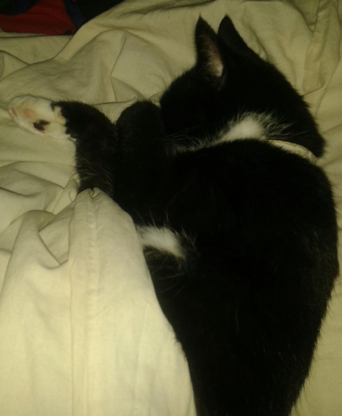 Huskat Kællepot billede 12