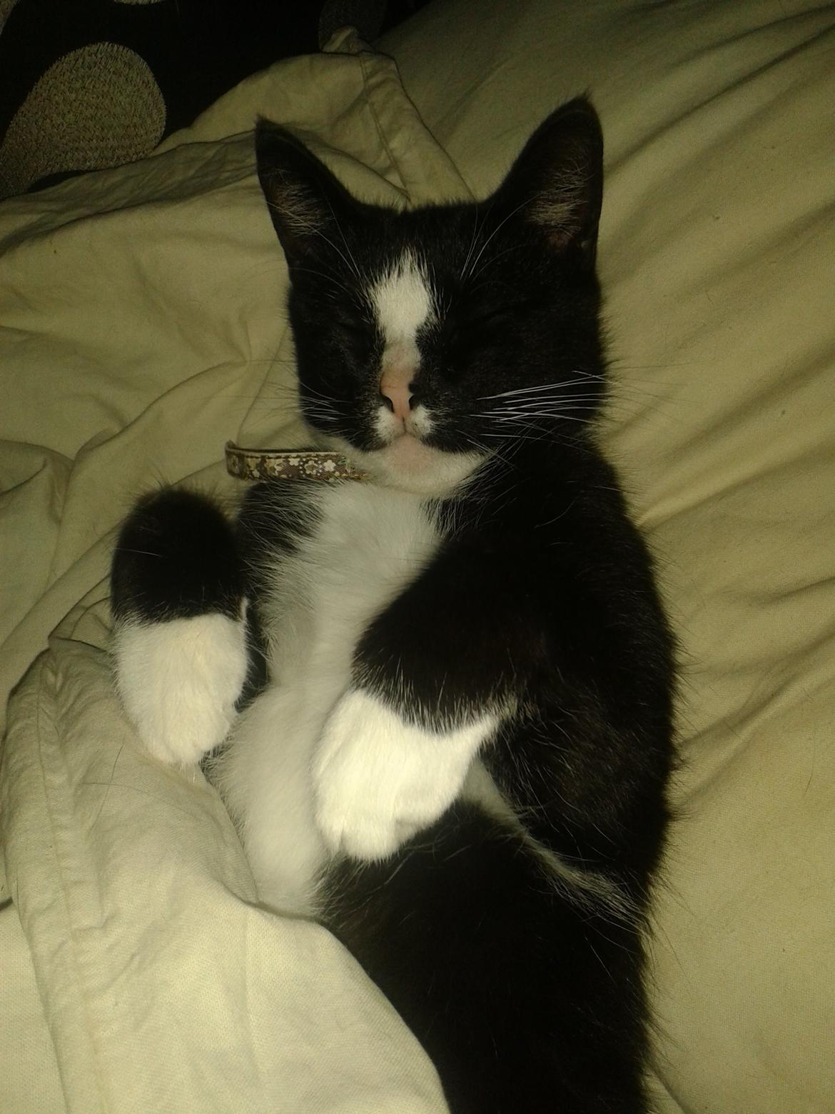 Huskat Kællepot billede 13