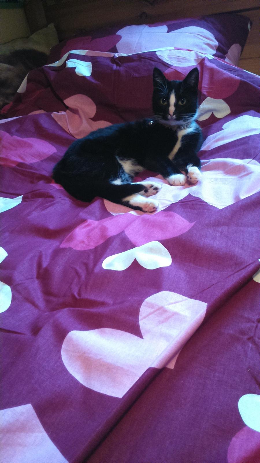 Huskat Kællepot billede 14