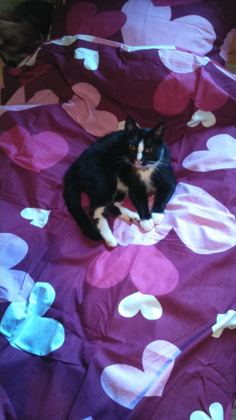 Huskat Kællepot billede 15