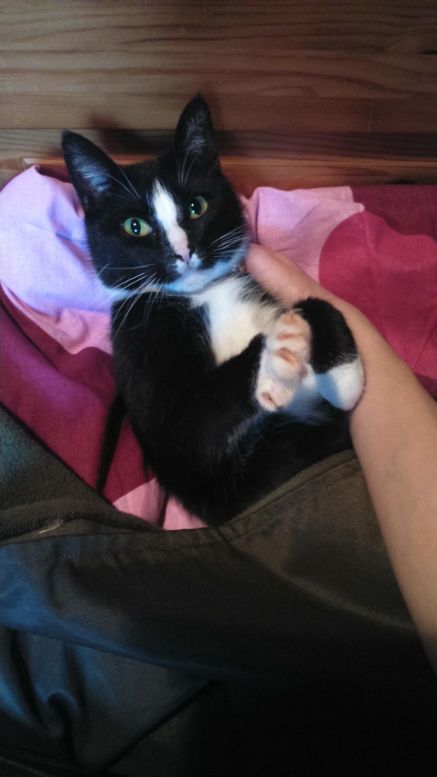 Huskat Kællepot billede 16