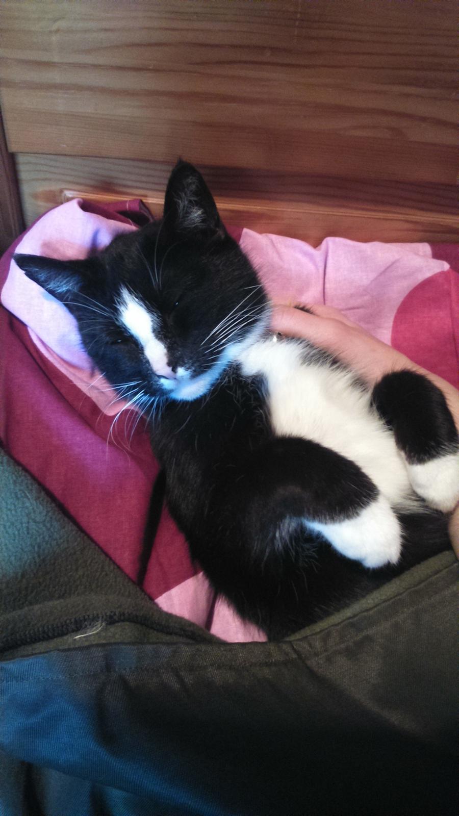 Huskat Kællepot billede 17