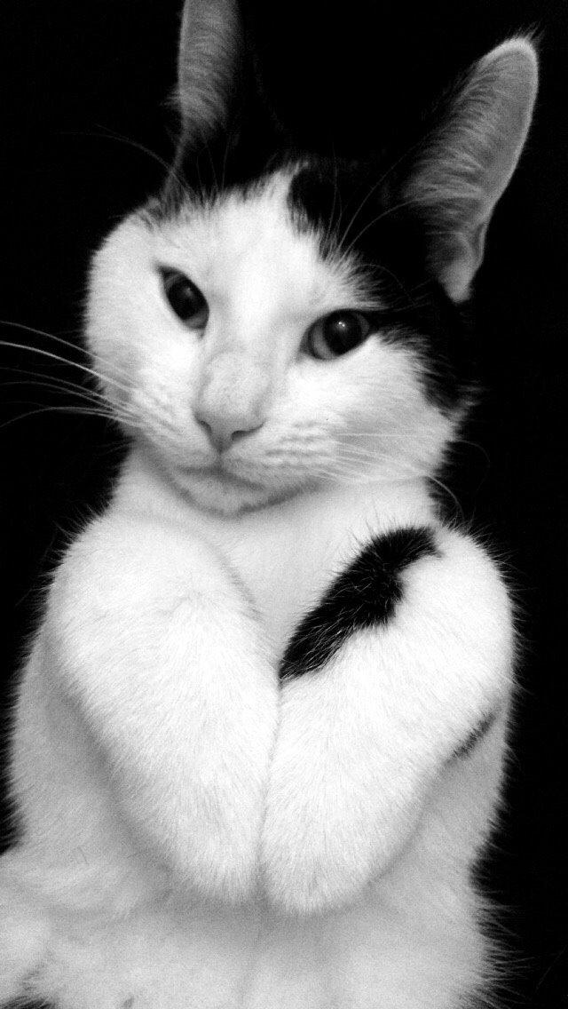 Huskat Melo billede 2