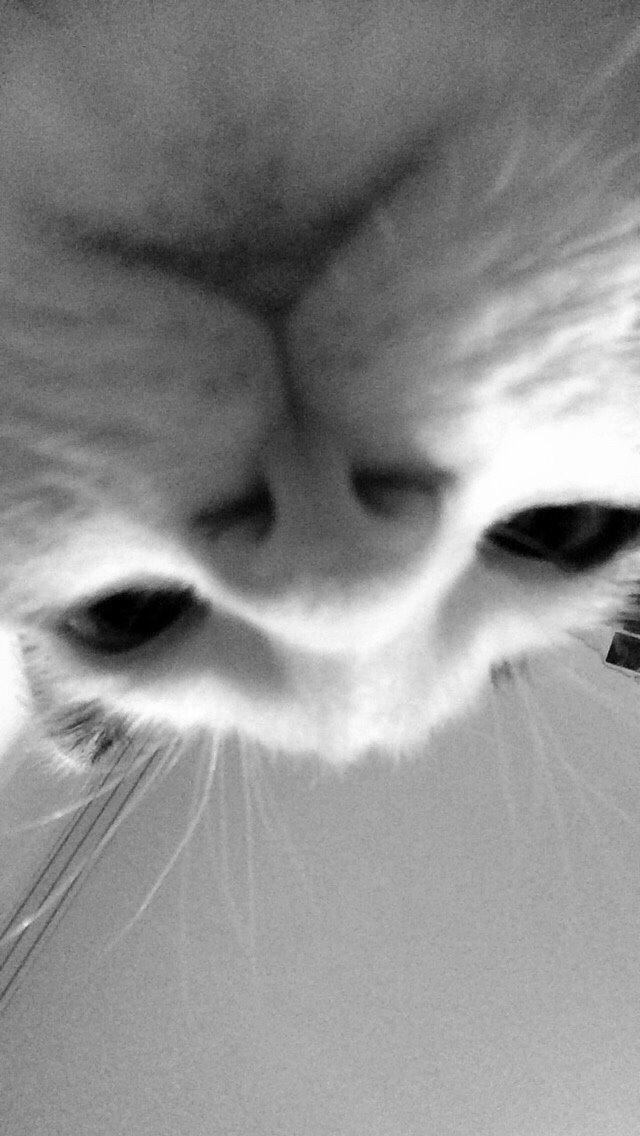 Huskat Melo billede 3