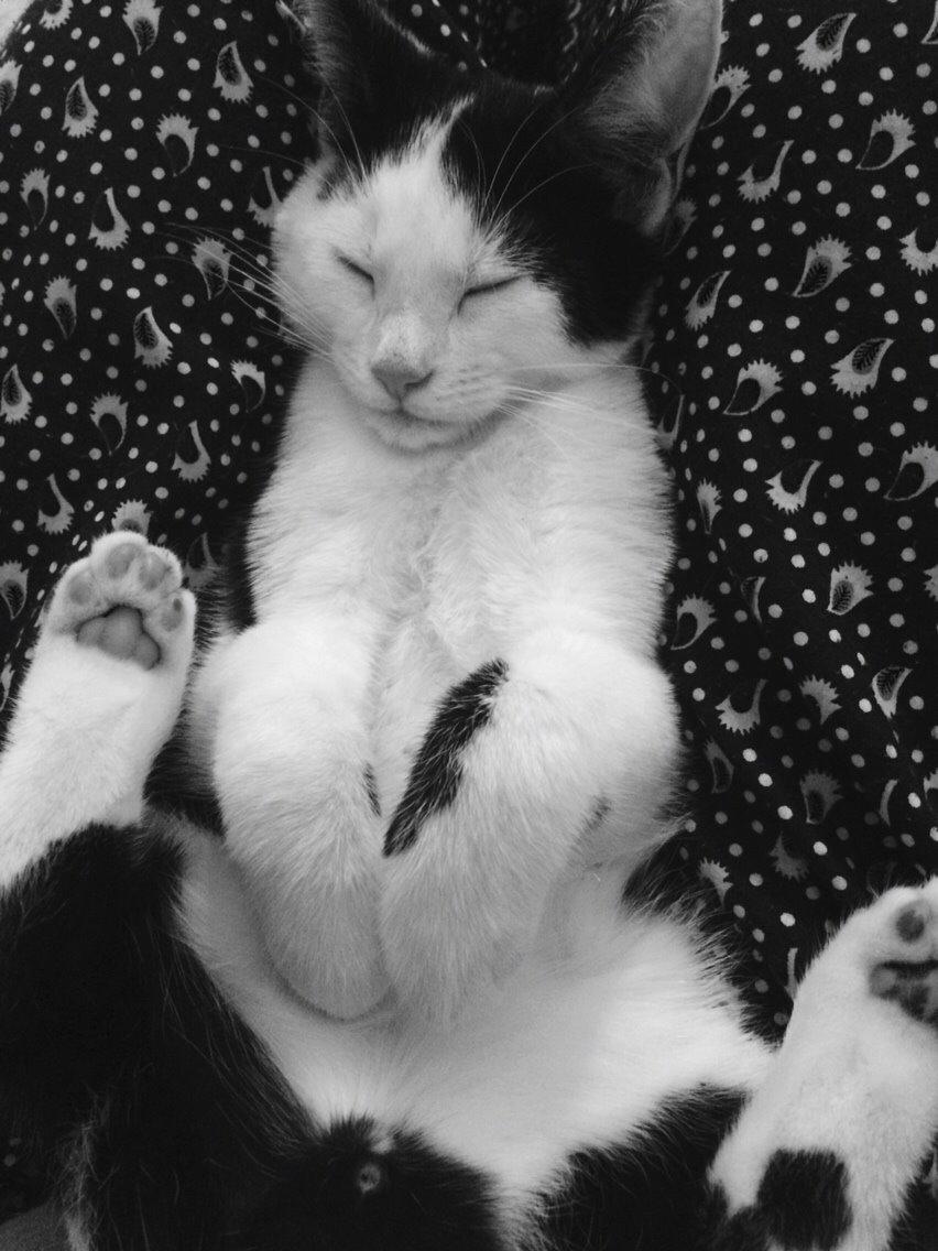 Huskat Melo billede 5