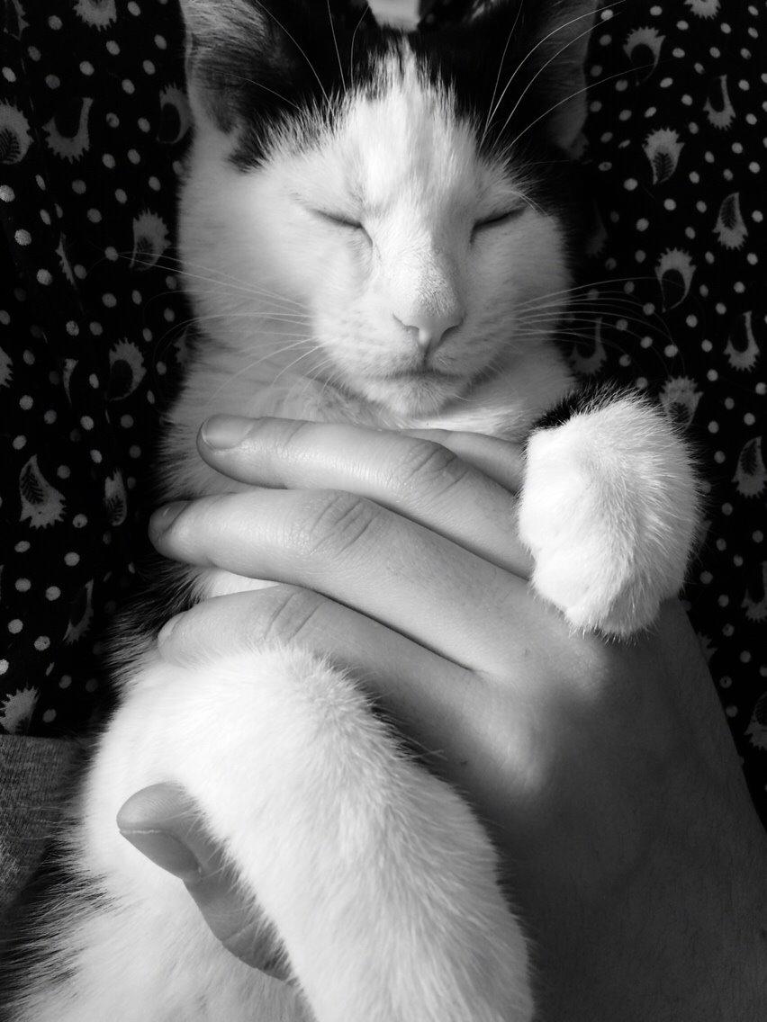 Huskat Melo billede 6