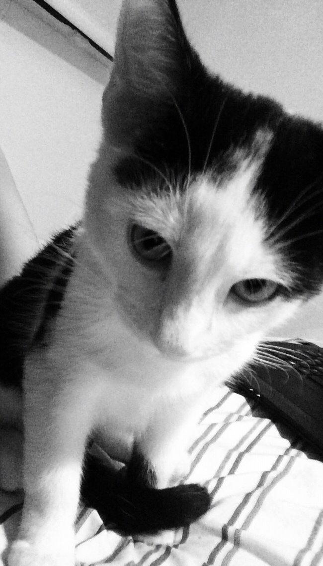 Huskat Melo billede 7