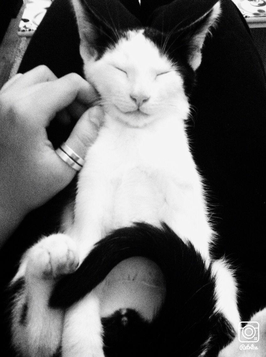 Huskat Melo billede 8