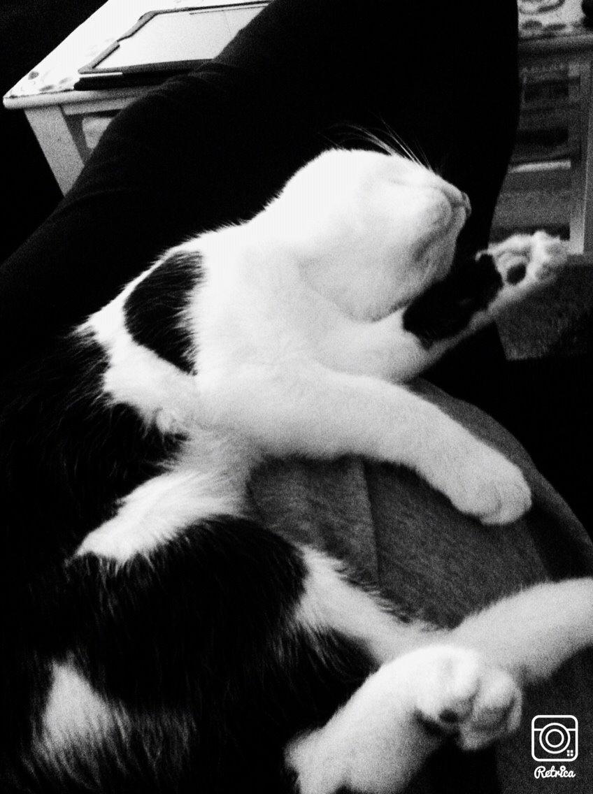 Huskat Melo billede 9