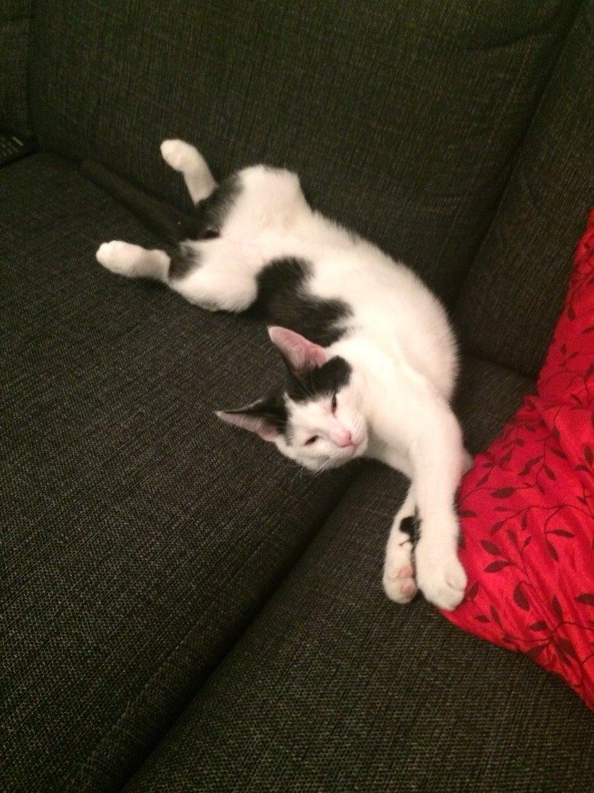 Huskat Melo billede 10