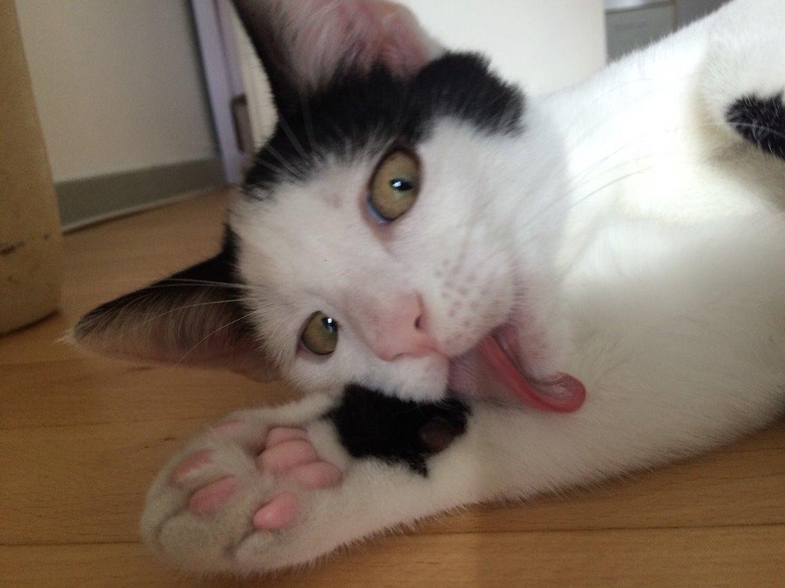 Huskat Melo billede 11