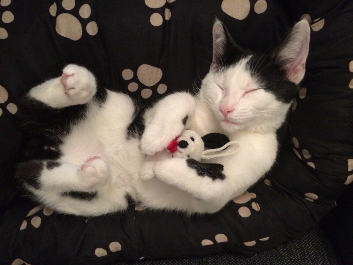 Huskat Melo billede 13