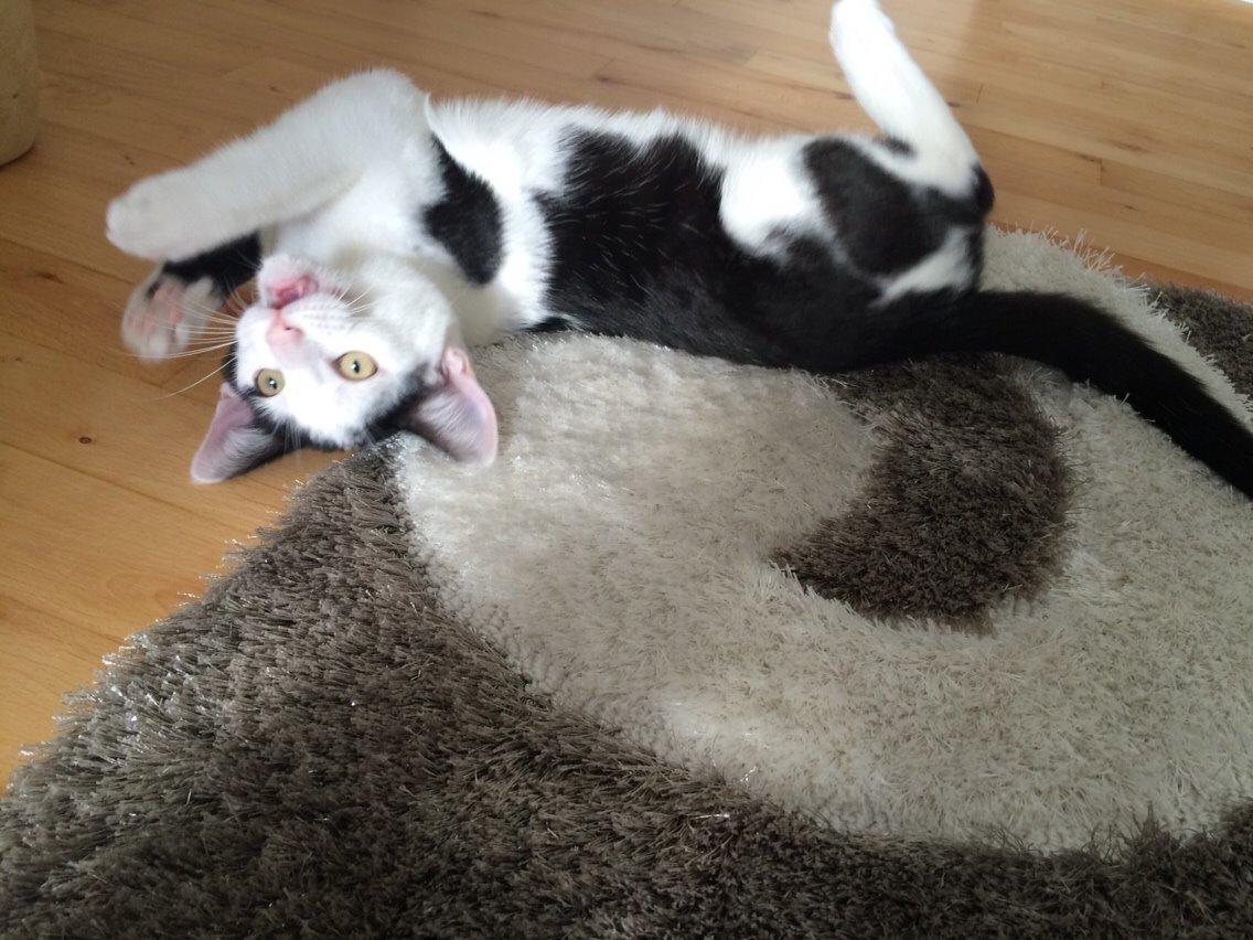 Huskat Melo billede 12