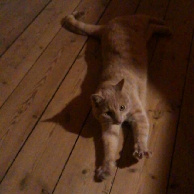 Huskat Milo billede 11