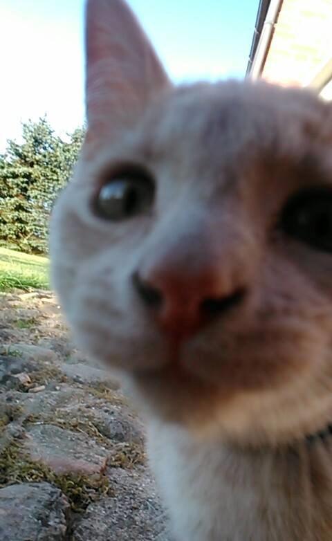 Huskat Milo billede 8