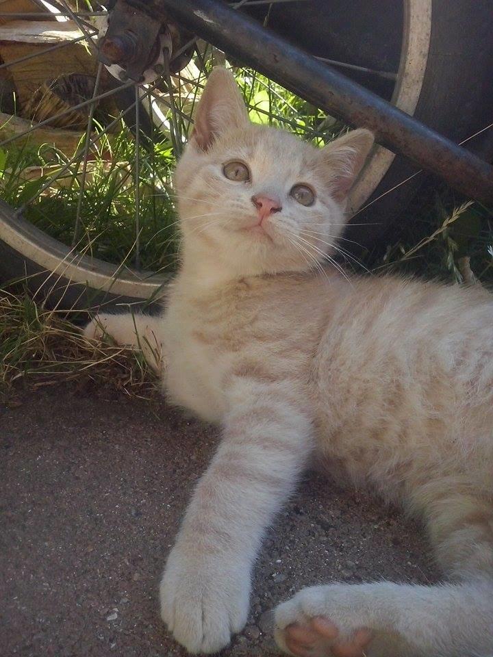 Huskat Milo billede 7