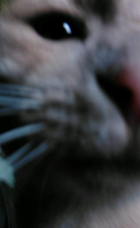 Huskat Milo billede 10