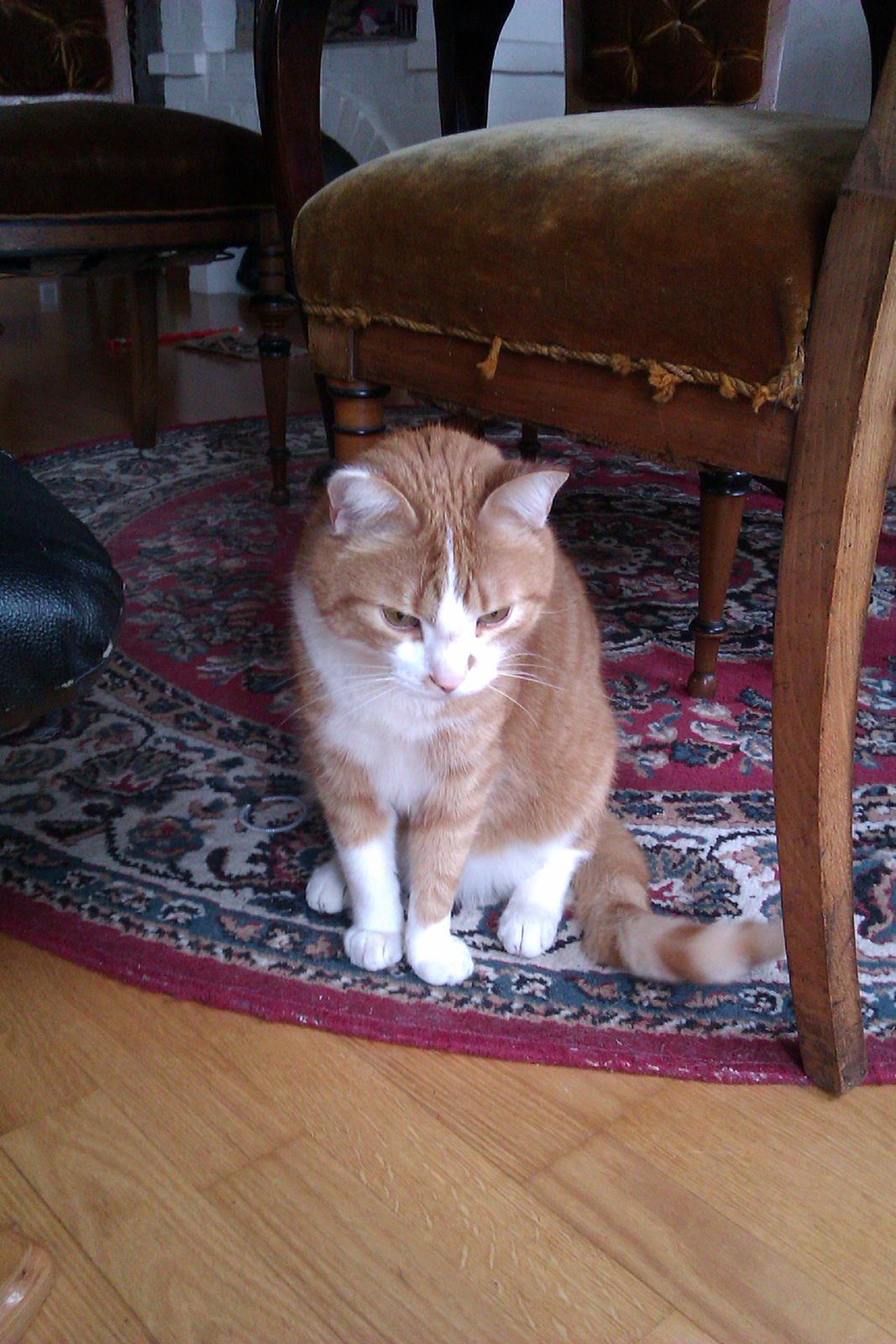 Huskat Garfield billede 16