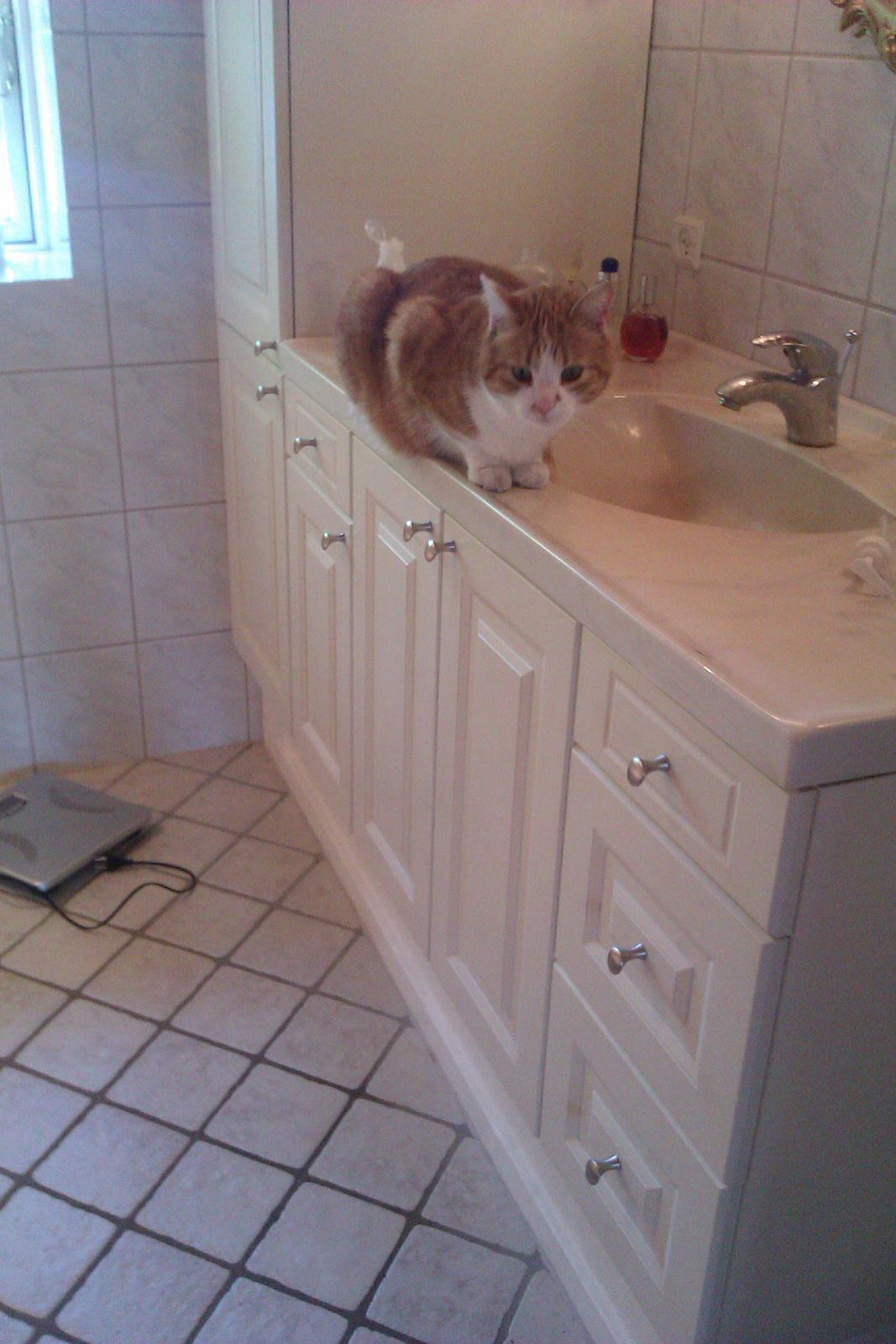 Huskat Garfield billede 3