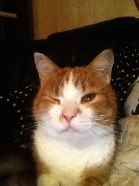 Huskat Garfield billede 12