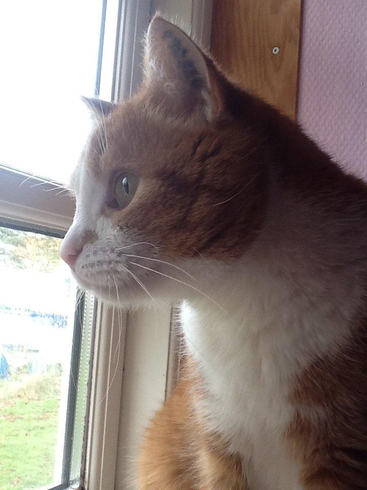 Huskat Garfield billede 8