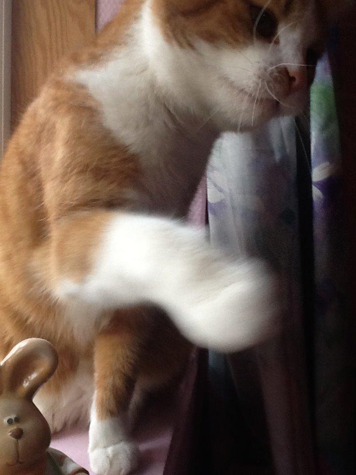 Huskat Garfield billede 20