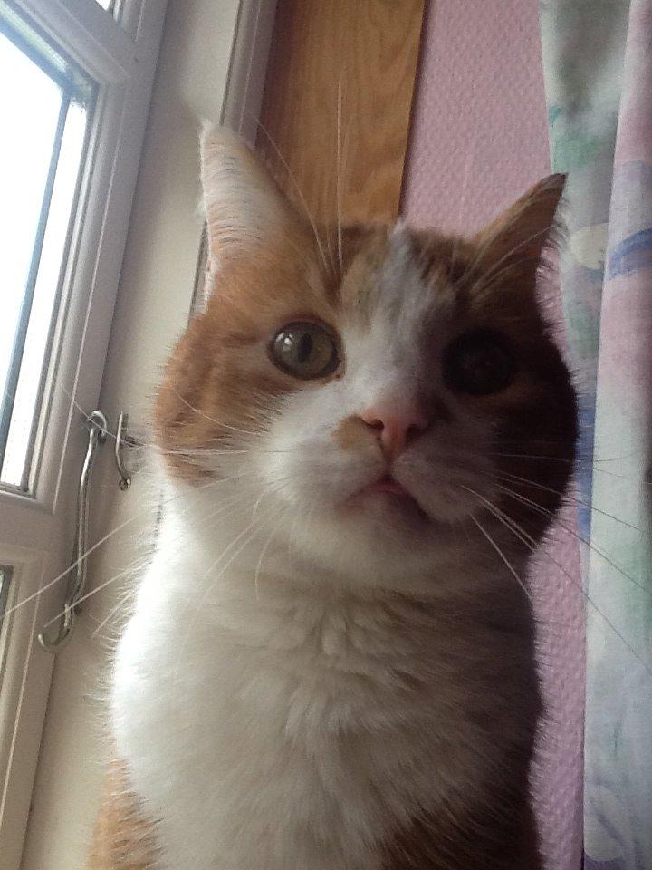 Huskat Garfield billede 23