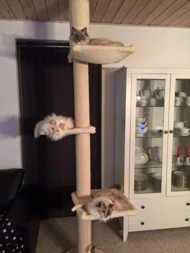 Ragdoll DK Maine Malawi’s Stuck On You. (Soya) billede 17