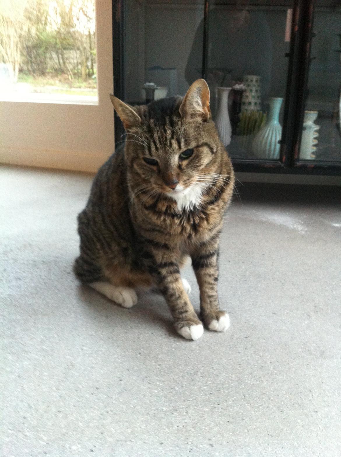 Huskat Viggo - En lille træt kat efter en tur hos dyrlægen <3 billede 1