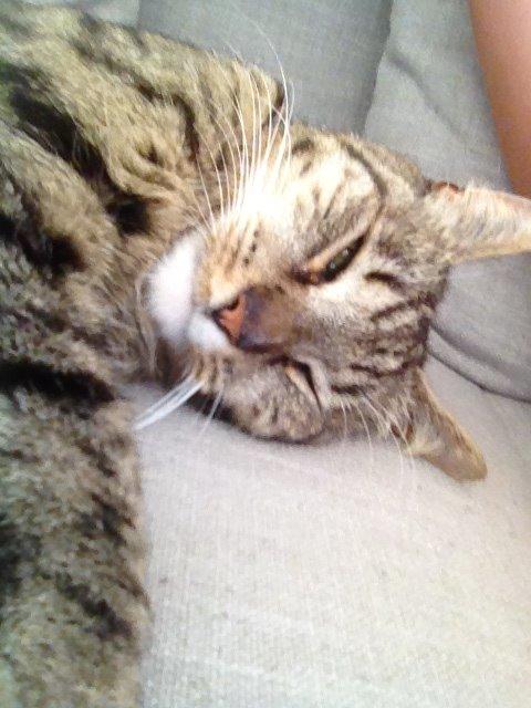 Huskat Viggo - Du er min aller bedste ven   <3 billede 2